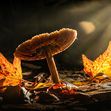 Mushrooms